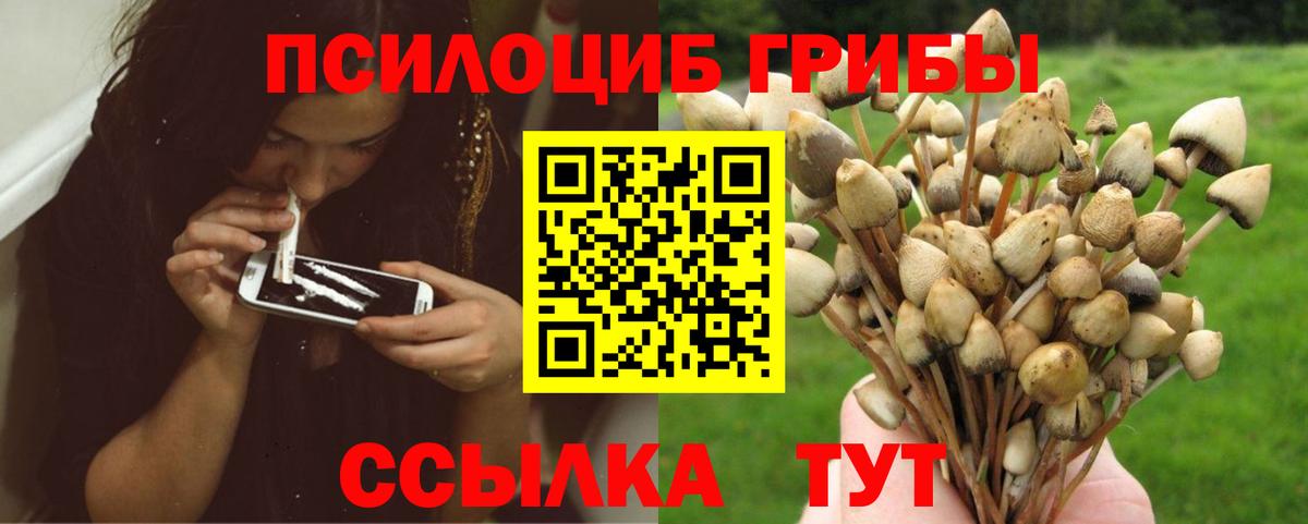 Псилоцибиновые грибы мицелий Дедовск